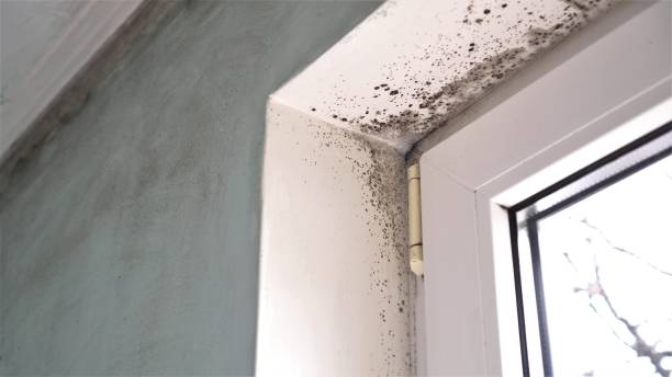 Best Attic Mold Removal  in Lowellville, OH
