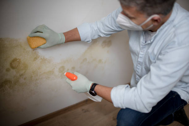 Best Mold Remediation  in Lowellville, OH