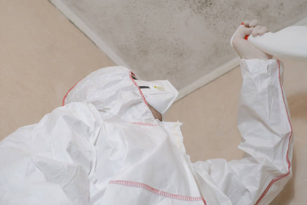 Best Fast Mold Removal  in Lowellville, OH